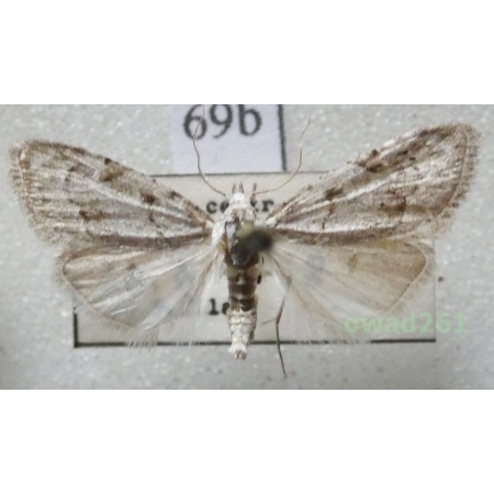 Nola confusalis (Herrich-Schäffer, 1847) Czech69b